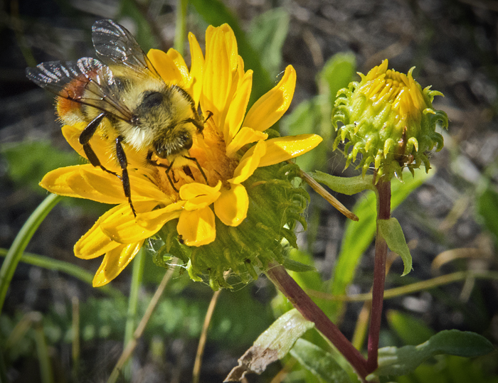 BumbleBee Gumweed 1.jpg